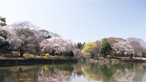 栃木県中央公園「桜・ハクモクレン」 2023 Youtube