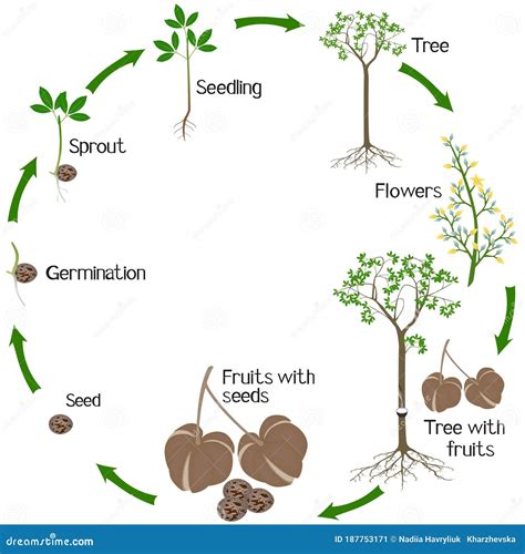 Hevea Brasiliensis Tree In Garden Cartoon Vector | CartoonDealer.com #207671001