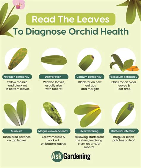 An Info Sheet Describing How To Use The Leaves For Diagnose Or Orchid