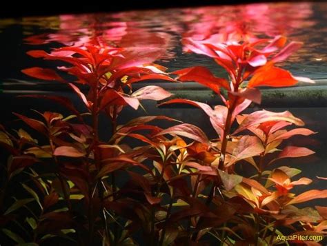 Людвигия Рубин (Ludwigia 'Rubin') | Интернет-магазин АкваПитер