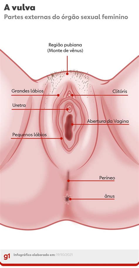 Vulva e vagina entenda a diferença e a importância de cada parte