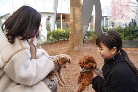 【東京都内ドッグラン20選】愛犬と楽しめる無料・屋内・プール付きも紹介 Inunavi（いぬなび）