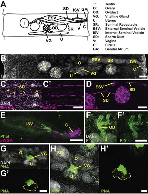 Reproductive Structures A Depiction Of Reproductive Tissues In Download Scientific Diagram