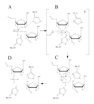 RNase A - Proteopedia, life in 3D