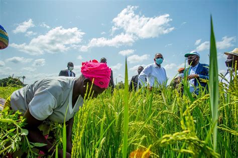 C Te Divoire National Agriculture Investment Programme