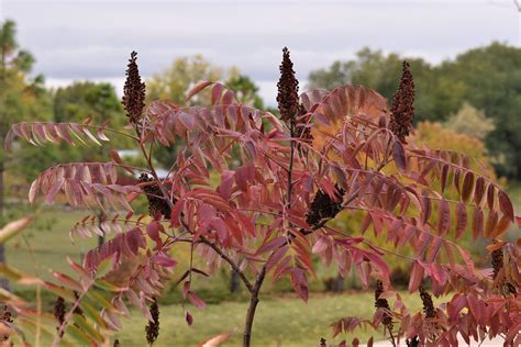 Smooth Sumac