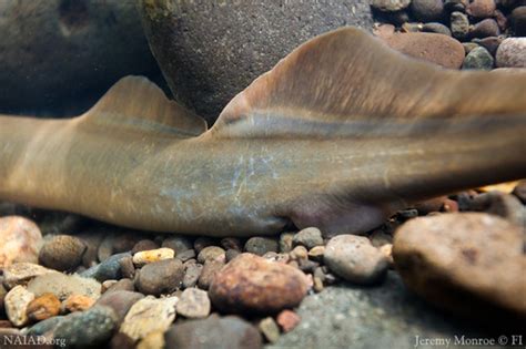 Adult Pacific Lamprey Fin Characteristics Of A Spawning Fe Flickr