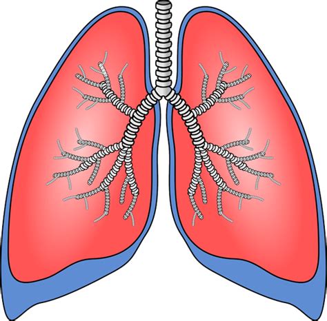 Tumore Al Polmone Non A Piccole Cellule NSCLC In Fase Iniziale Nuova