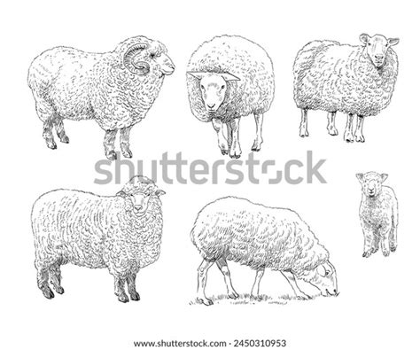 Sheep Hand Drawn Sketch Set Vector Stock Vector Royalty Free