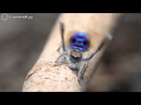 Танец паука павлина - YouTube