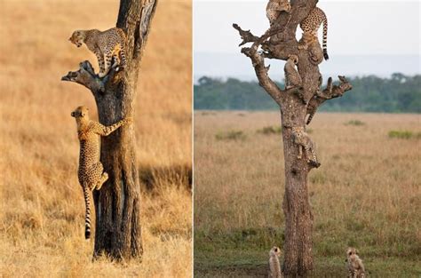 gepard  zahranicni zajimavost