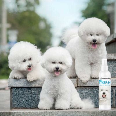 Shop The Blissful Dog Bichon Frise Nose to Tail Collection