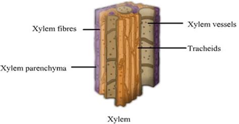 Diagram Of Xylem Parenchyma