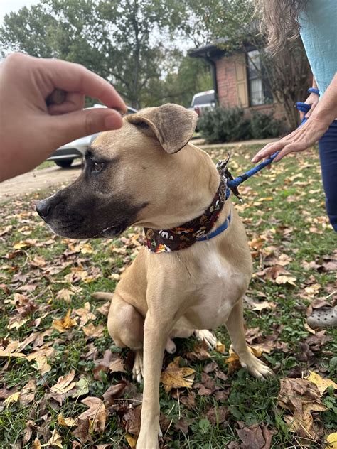 Dog for adoption - Bonsai, a Mastiff Mix in West Greenwich, RI | Petfinder