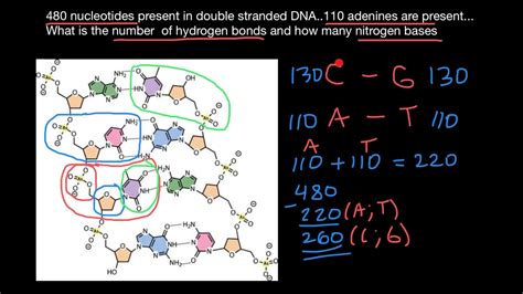 How To Find Number Of Hydrogen Bonds In Dsdna Youtube