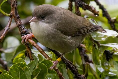 Mosquitoes Pushing These Bird Species To The Brink Scientists Scramble