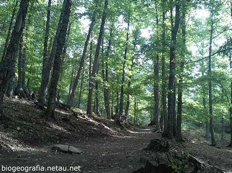 Bosques de castaños Castanea sativa