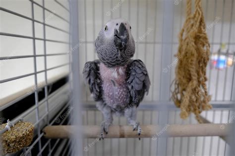 Premium Photo | Beautiful parrot in the cage