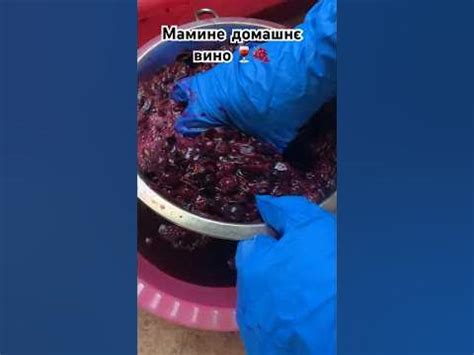 ВИНО🍷Процес виготовлення домашнього ВИНА 🍇 - YouTube
