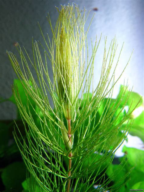 Ceratophyllum demersum - Rigid hornwort - Flowgrow Aquatic Plant Database