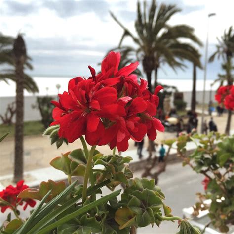 Premium Photo Close Up Of Red Flowers On Balcony