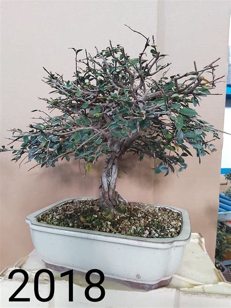 Adictos Bonsai Flickr