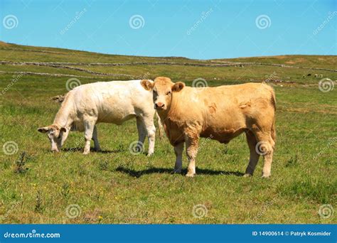 Irish Bulls Stock Photo Image Of Country Irish Outdoor 14900614