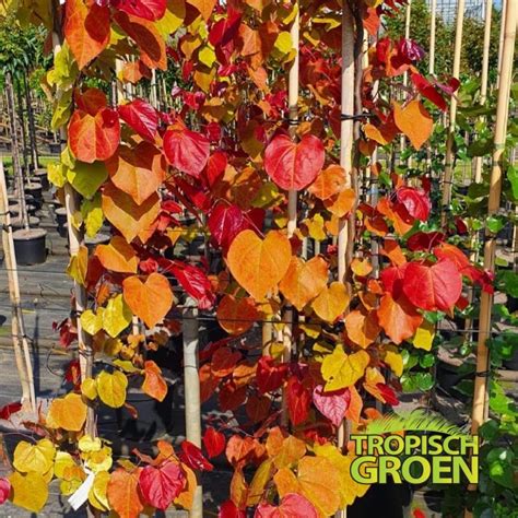 Cercis Canadensis Eternal Flame Tropisch Groen