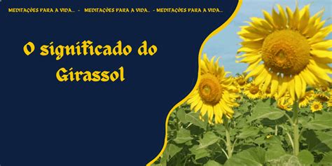 O significado do girassol MEDITAÇÕES PARA A VIDA