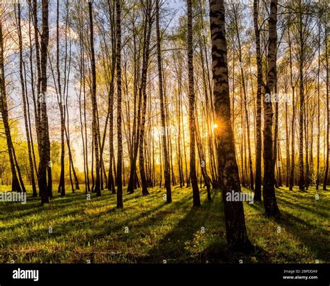 Bosque De Abedules De Primavera Fotos E Im Genes De Stock Alamy