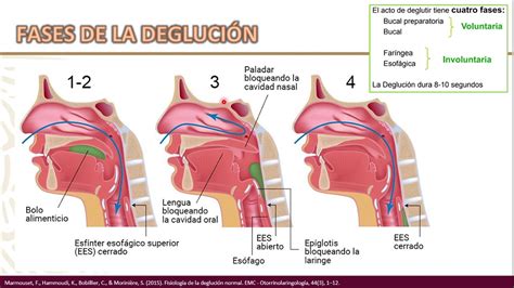 Anatom A Y Fisiolog A De La Degluci N Youtube