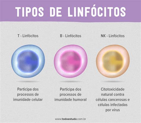 Tipos De Linfocitos T