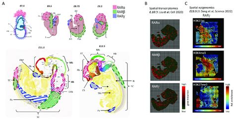 Cns Relevant Rar Isotype Transcript Expression In Mouse Embryogenesis