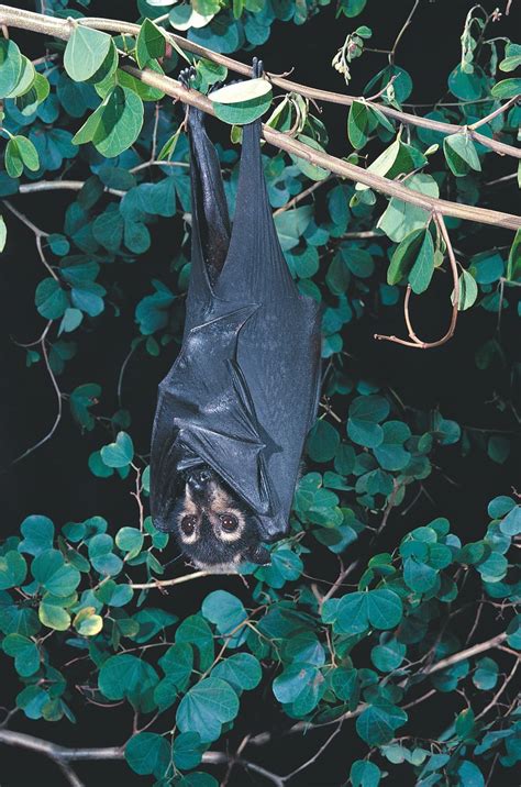 Australian Flying Fox