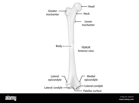 Femur Anterior View Anatomy Human Body Stock Photo Alamy