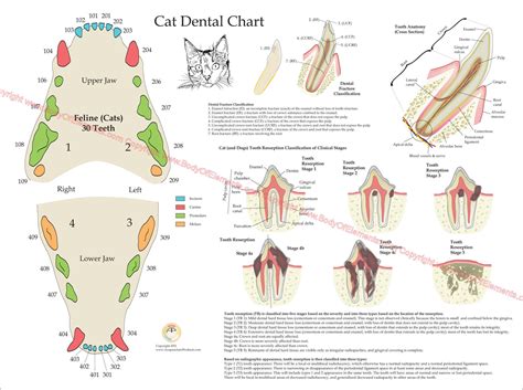 Animal Dental Poster