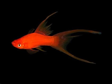 10 X Red Lyretail Swordtails Xiphophorus Hellerii Livebearer