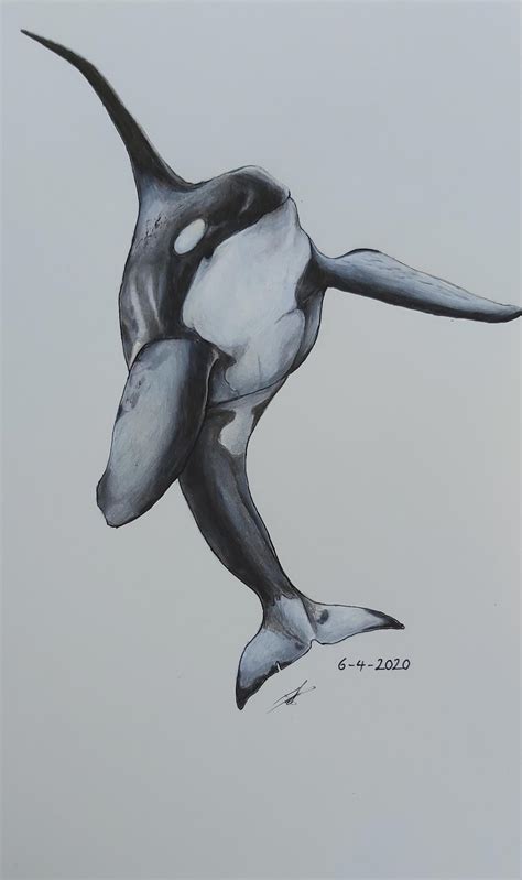 Orca Whale Pencil Drawing