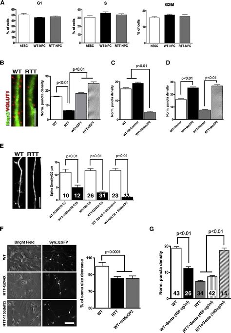 A Model For Neural Development And Treatment Of Rett Syndrome Using