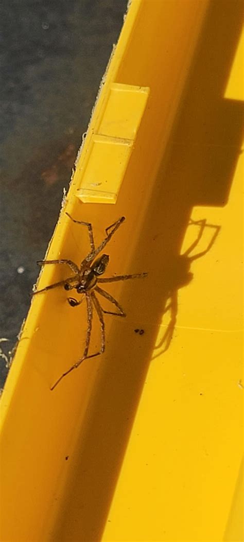 Identify Pnw Spider Help R Spiders