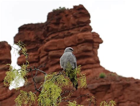 Seen In Caprock Canyon State Park North Texas Juvenile Eagle R Whatsthisbird