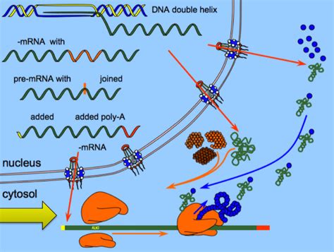 Central Dogma Diagram | Quizlet