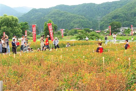 紅花まつり 紅花娘撮影会 写真共有サイト「フォト蔵」