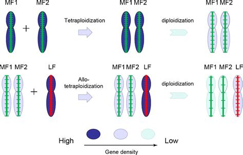 Two Step Polyploidization Theory For The Wgt Event Experienced By