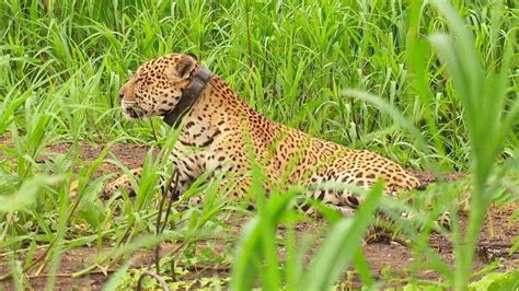 On A Resgatada No Pantanal Patas Queimadas Volta A Viver Na