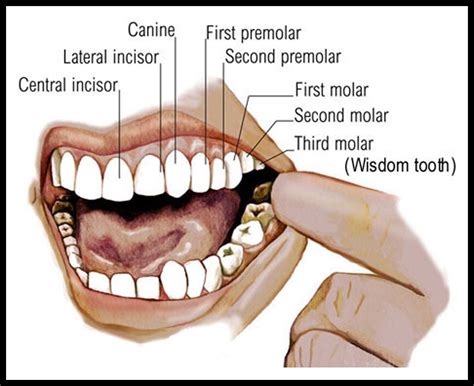 Wisdom Teeth Function – Boston Dentist – Congress Dental Group 160 Federal St Floor 1, Boston ...