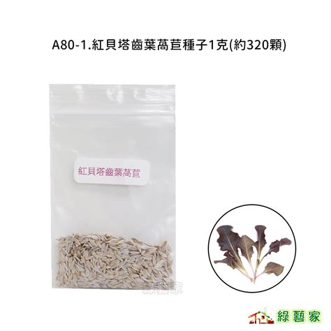 A80 1紅貝塔齒葉萵苣種子1克約320顆寶貝菜貝比生菜 葉形為波浪狀，口感柔嫩，葉色深紅美麗葉菜類【綠藝家】 蝦皮購物