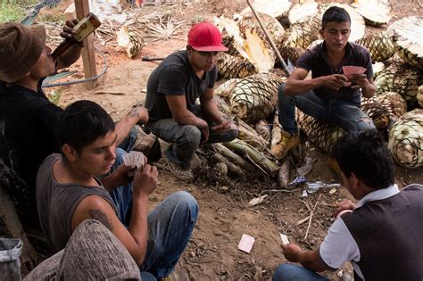 Dios del mezcal clonación del agave Laboratorio de periodismo de