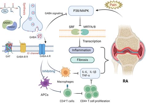 GABAergic Signaling Beyond Synapses: An Emerging Target For, 52% OFF