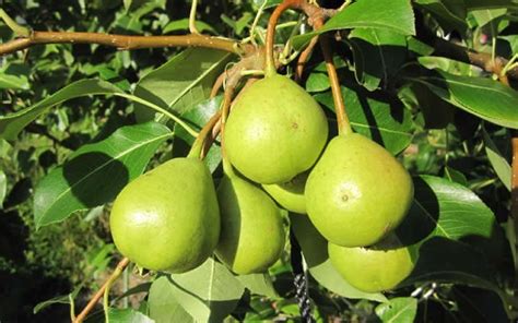 Buy Orient Pear Pyrus Communis Orient 5 Gallon Pear Trees Buy